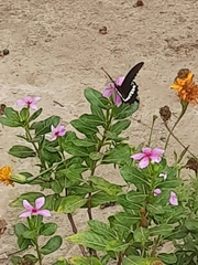 Papilio polytes