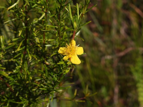Hypericum fasciculatum, photograph 3