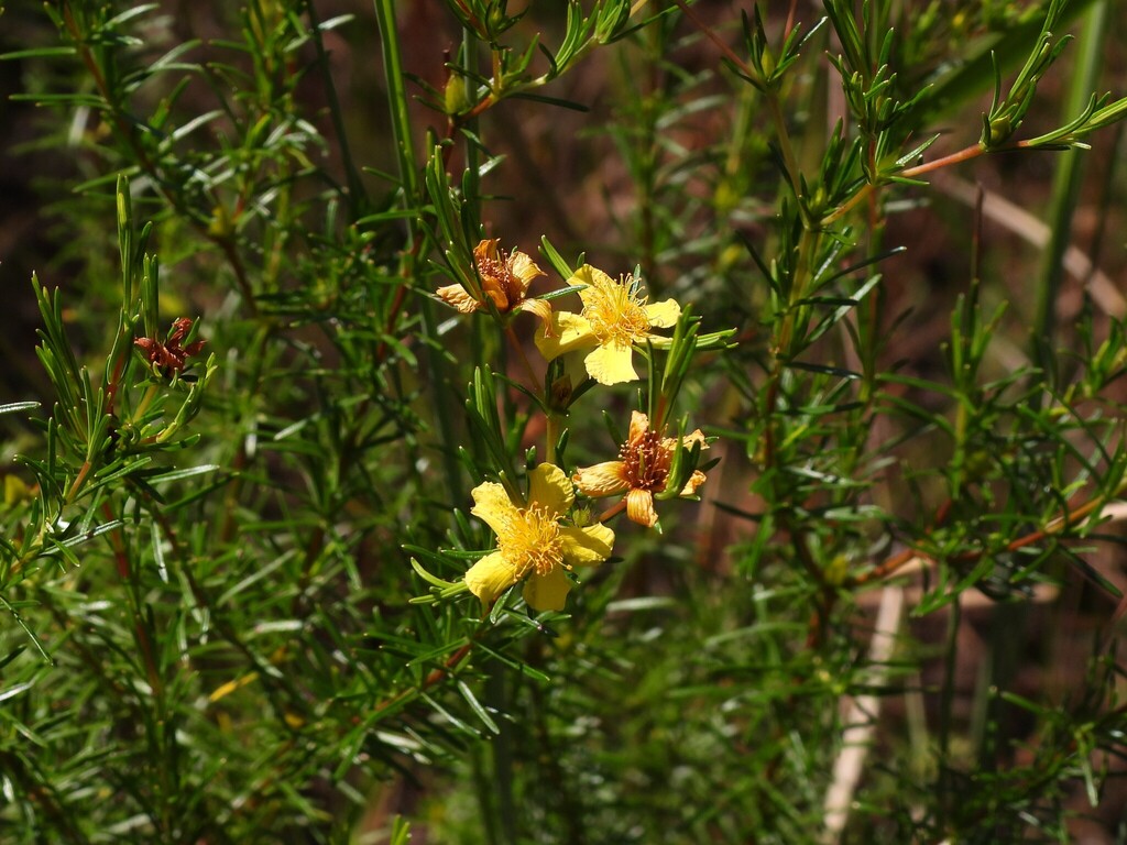 Hypericum fasciculatum; photograph (c) geosesarma, some rights reserved (CC BY)