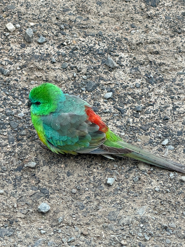 Red-rumped Parrot