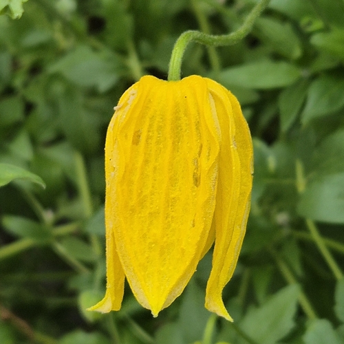 Orange-peel Clematis