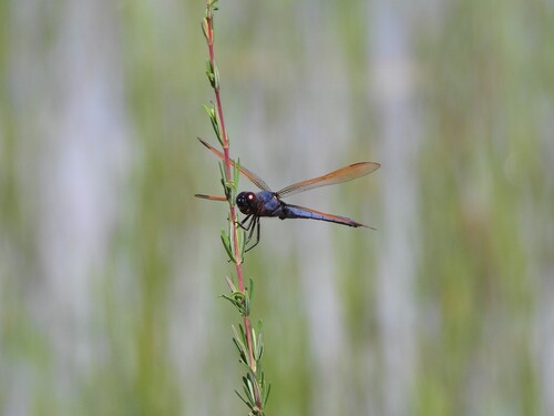 Purple Skimmer photo 5