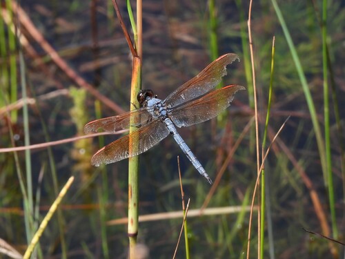 Purple Skimmer photo 3
