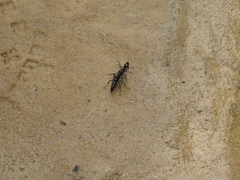 Pachycondyla crassinoda