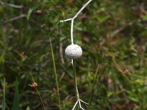 Eriocaulon decangulare, photograph 6