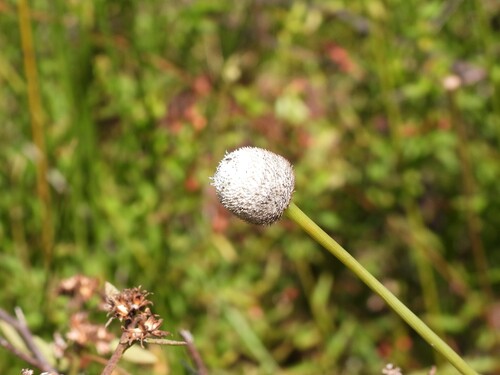 Eriocaulon decangulare, photograph 5