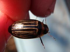 Hydaticus aruspex