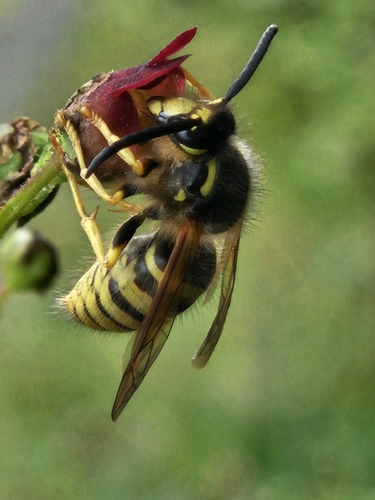 Tree Wasp