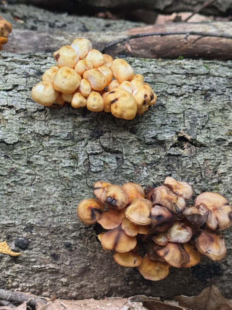 orange mycena · August 2026 · photo: Photo: no rights reserved · iNaturalist
