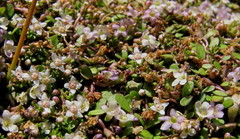 Crassula sinclairii