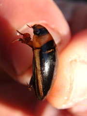 Hydaticus aruspex