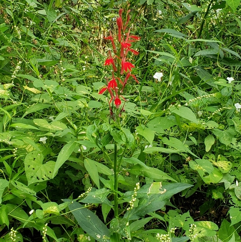 cardinal flower