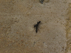 Pachycondyla crassinoda