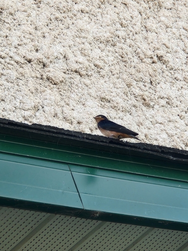 Barn Swallow