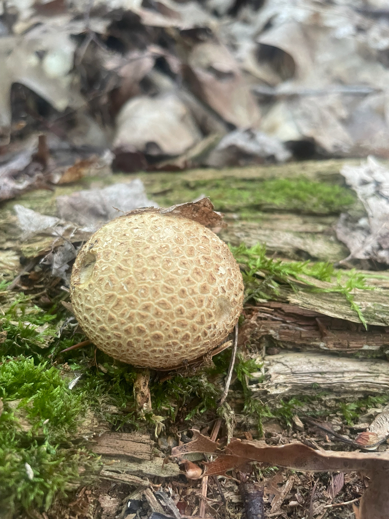 common earthball · August 2026 · photo: Photo: no rights reserved · iNaturalist