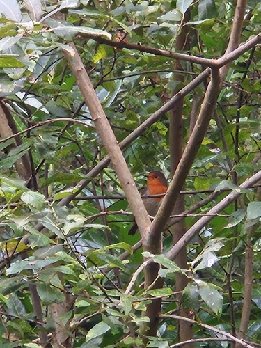 European Robin