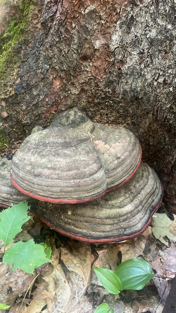 Northern Red Belt · August 2026 · photo: Photo: no rights reserved · iNaturalist