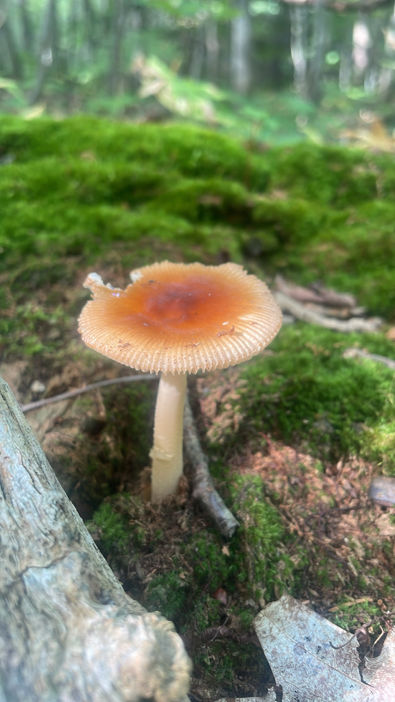 Tawny Grisette · August 2026 · photo: Photo: no rights reserved · iNaturalist