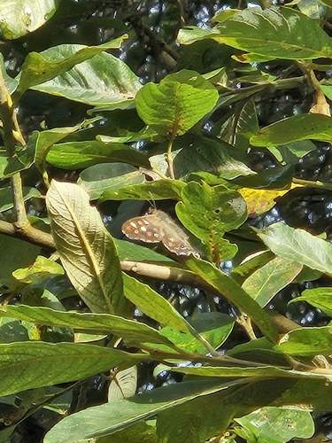 Speckled Wood