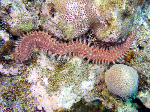 Pherecardia striata observed 2025-07-02