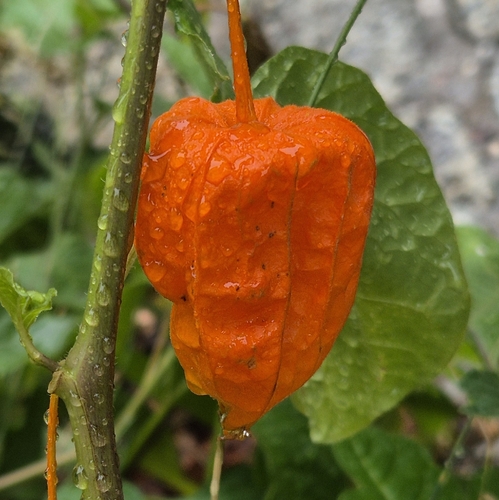 Japanese-lantern