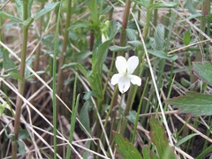 Viola accrescens