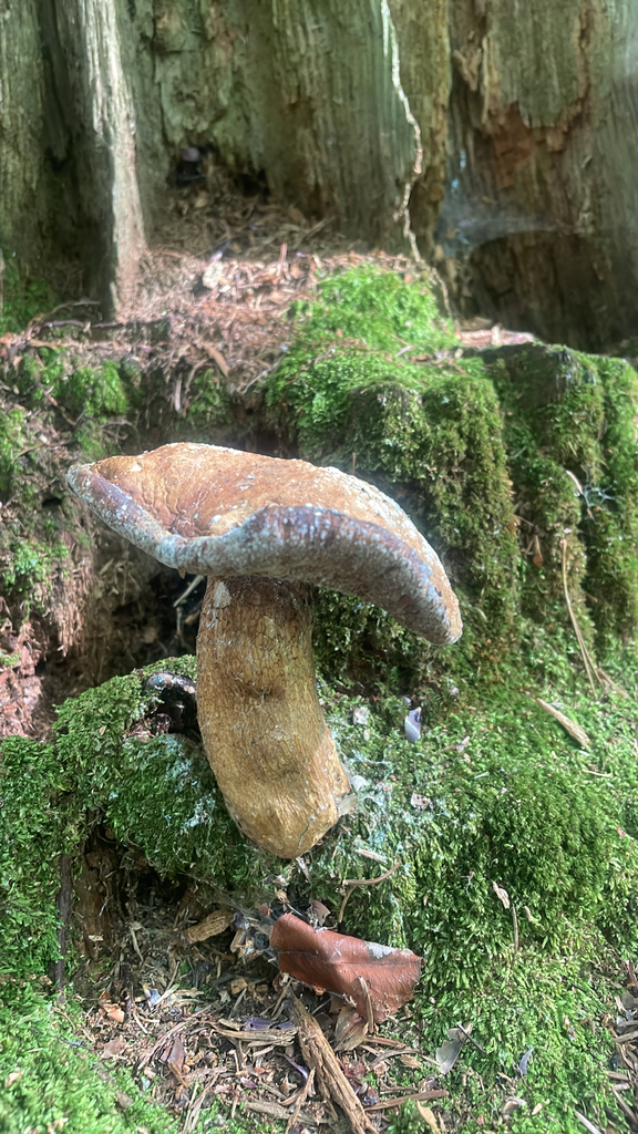 Bitter Bolete · August 2026 · photo: Photo: no rights reserved · iNaturalist