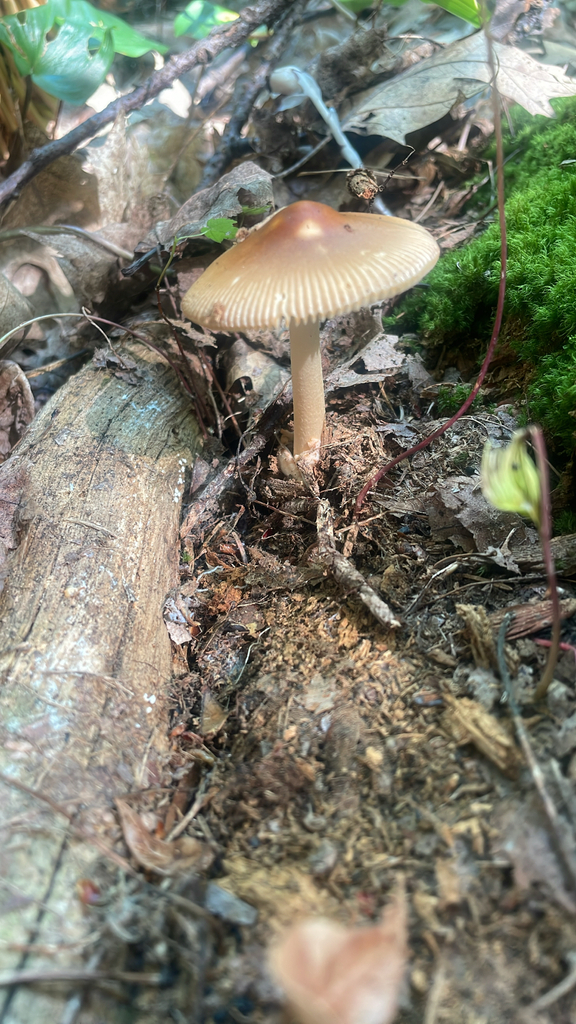 Tawny Grisette · August 2026 · photo: Photo: no rights reserved · iNaturalist