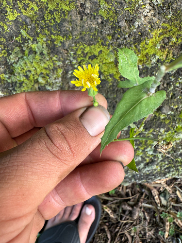 Sonchus oleraceus observed 2026-08-29