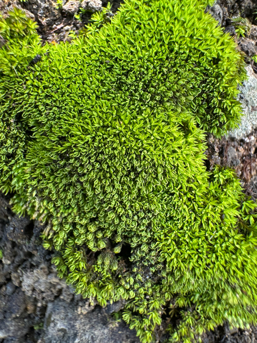 Hyophila involuta, 2026-08-29