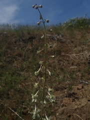 Delphinium xantholeucum