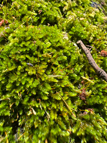 Sematophyllum observed 2026-08-29