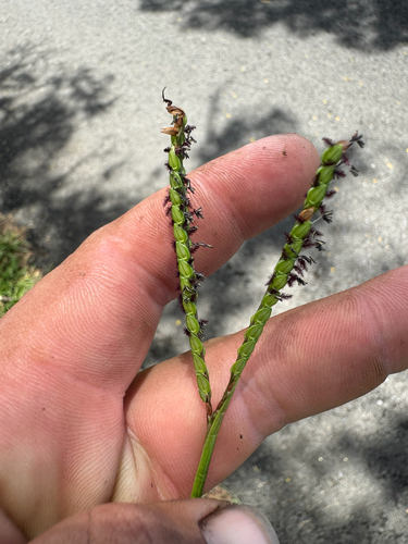 Paspalum notatum observed 2026-08-29