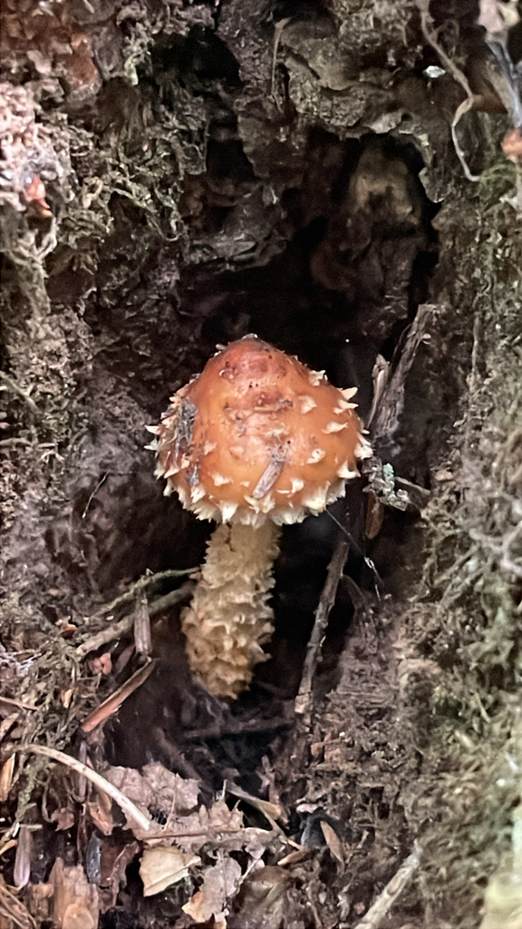 Hemistropharia albocrenulata · August 2026 · photo: Photo: no rights reserved · iNaturalist
