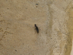 Pachycondyla crassinoda