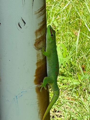 Phelsuma grandis observed 2026-08-29