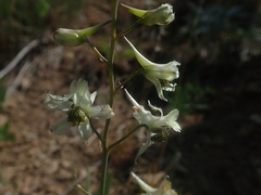 Delphinium xantholeucum