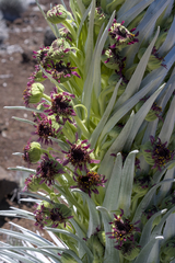 Argyroxiphium sandwicense, photograph (c) Kyle Elshoff, some rights reserved (CC BY)