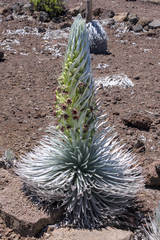 Argyroxiphium sandwicense, photograph (c) Kyle Elshoff, some rights reserved (CC BY)