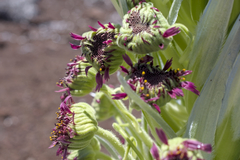 Argyroxiphium sandwicense, photograph (c) Kyle Elshoff, some rights reserved (CC BY)