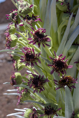 Argyroxiphium sandwicense, photograph (c) Kyle Elshoff, some rights reserved (CC BY)