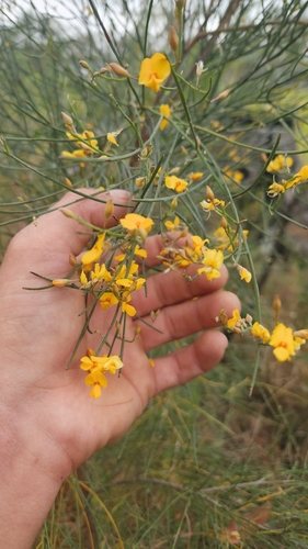winged broom-pea