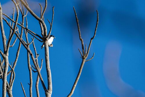 iNaturalist image
