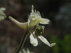 Delphinium xantholeucum