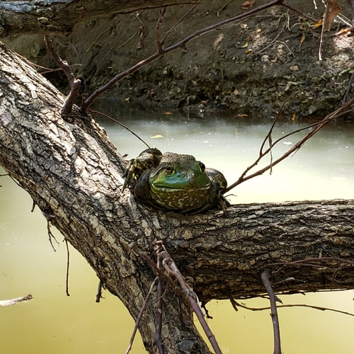 American Bullfrog