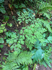 Corydalis scouleri