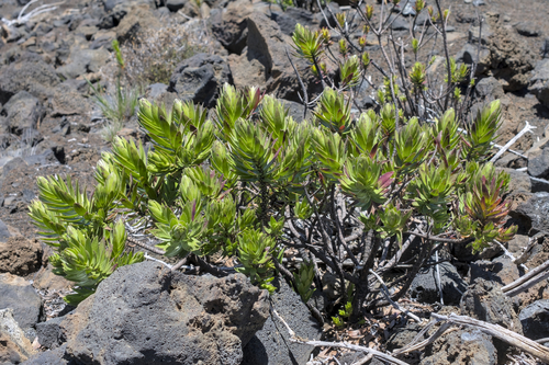 Dubautia menziesii