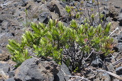 Dubautia menziesii