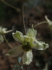 Delphinium xantholeucum