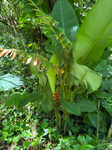 Heliconia bihai observed 2026-08-29